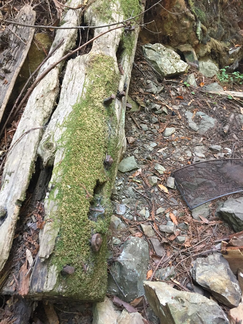 Hand-hewn timber from the arrastra frame beside Plaskett Creek, its iron drift bolts still seated after more than a century.
