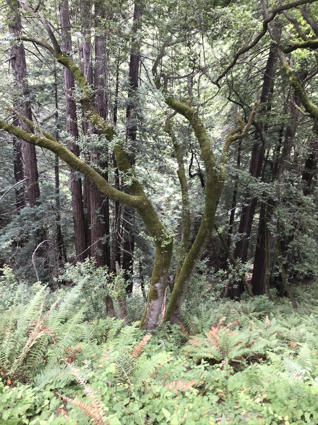 Moss-covered oaks and redwoods above the Mill Creek Trail.
