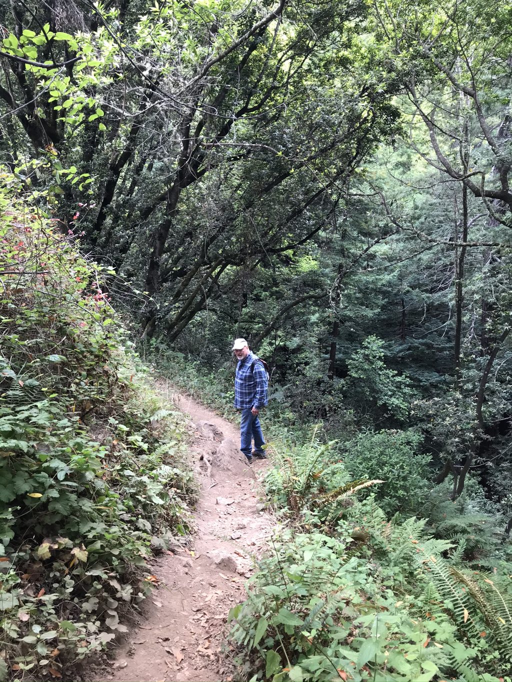 Bill "Bull Plaskett" Alderson on the narrow Mill Creek Trail as it contours above the redwood canyon.