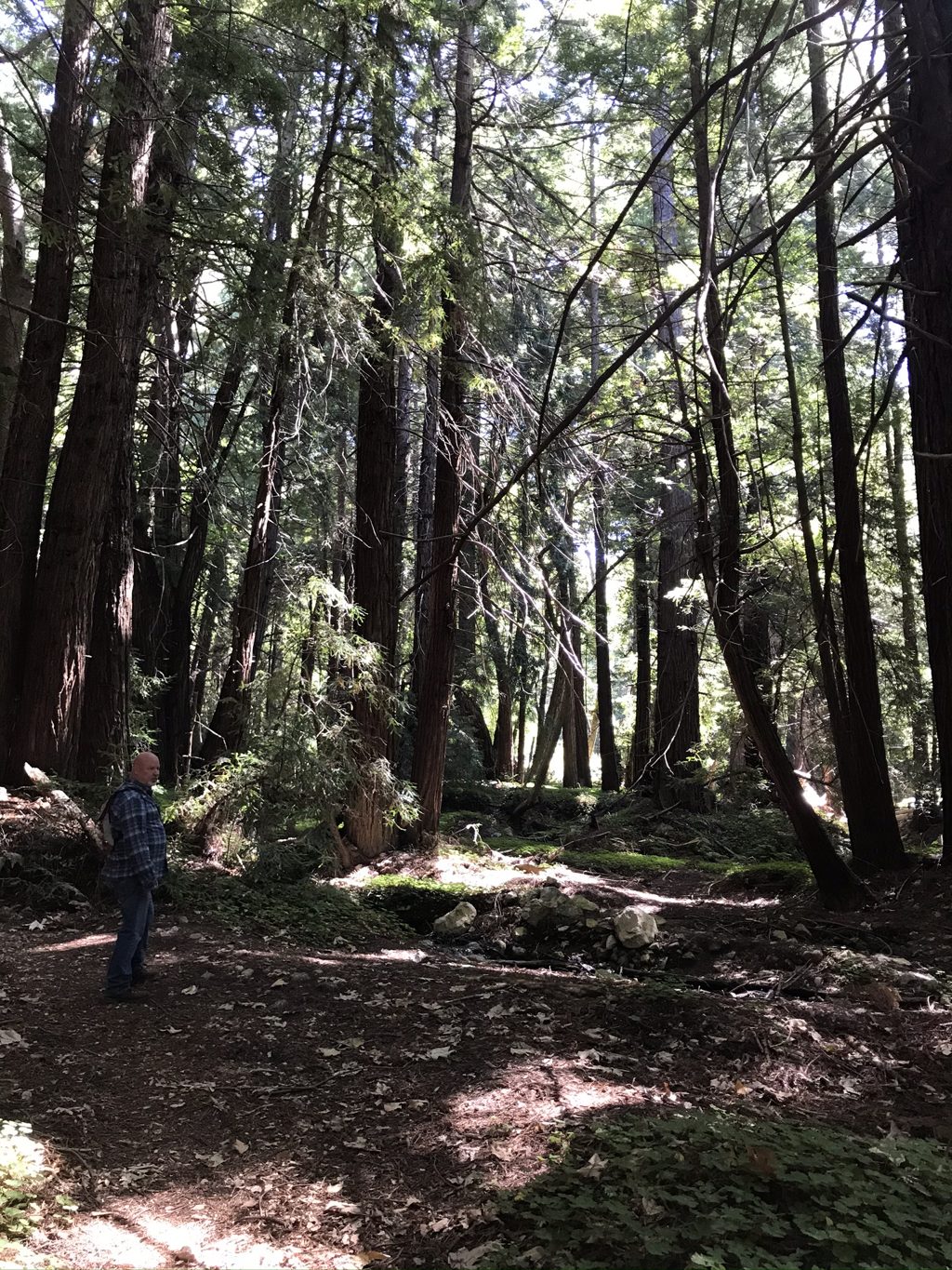 Bill "Bull Plaskett" Alderson walking the redwood flat beside Mill Creek, near where the Sans family lived at the mouth of the creek.