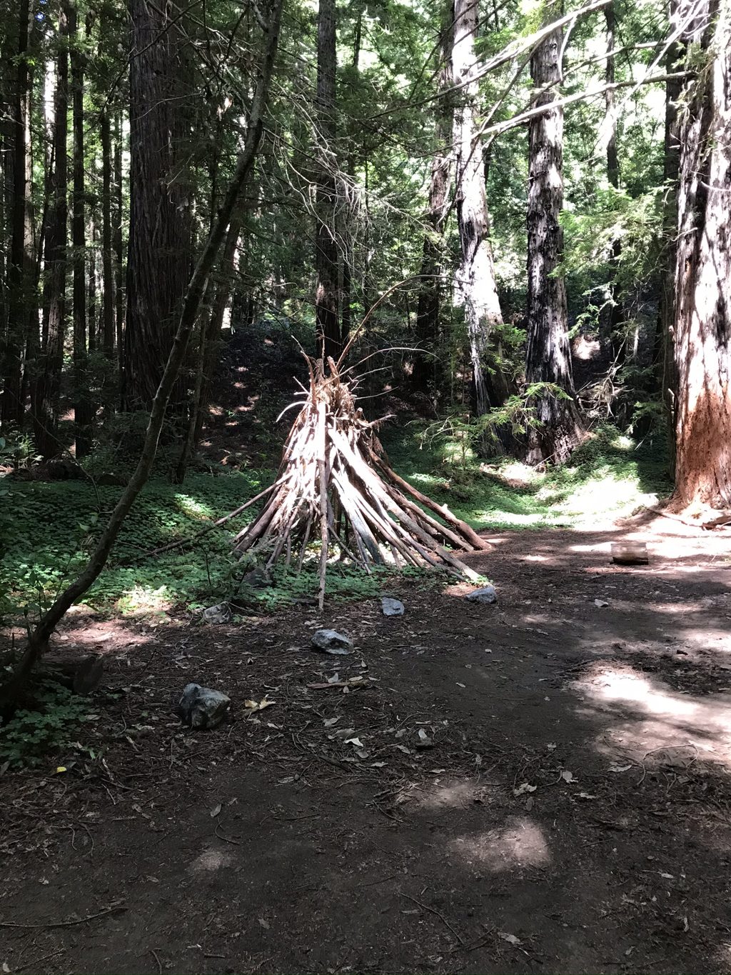 A hiker-built teepee of driftwood limbs in a redwood grove along Mill Creek.