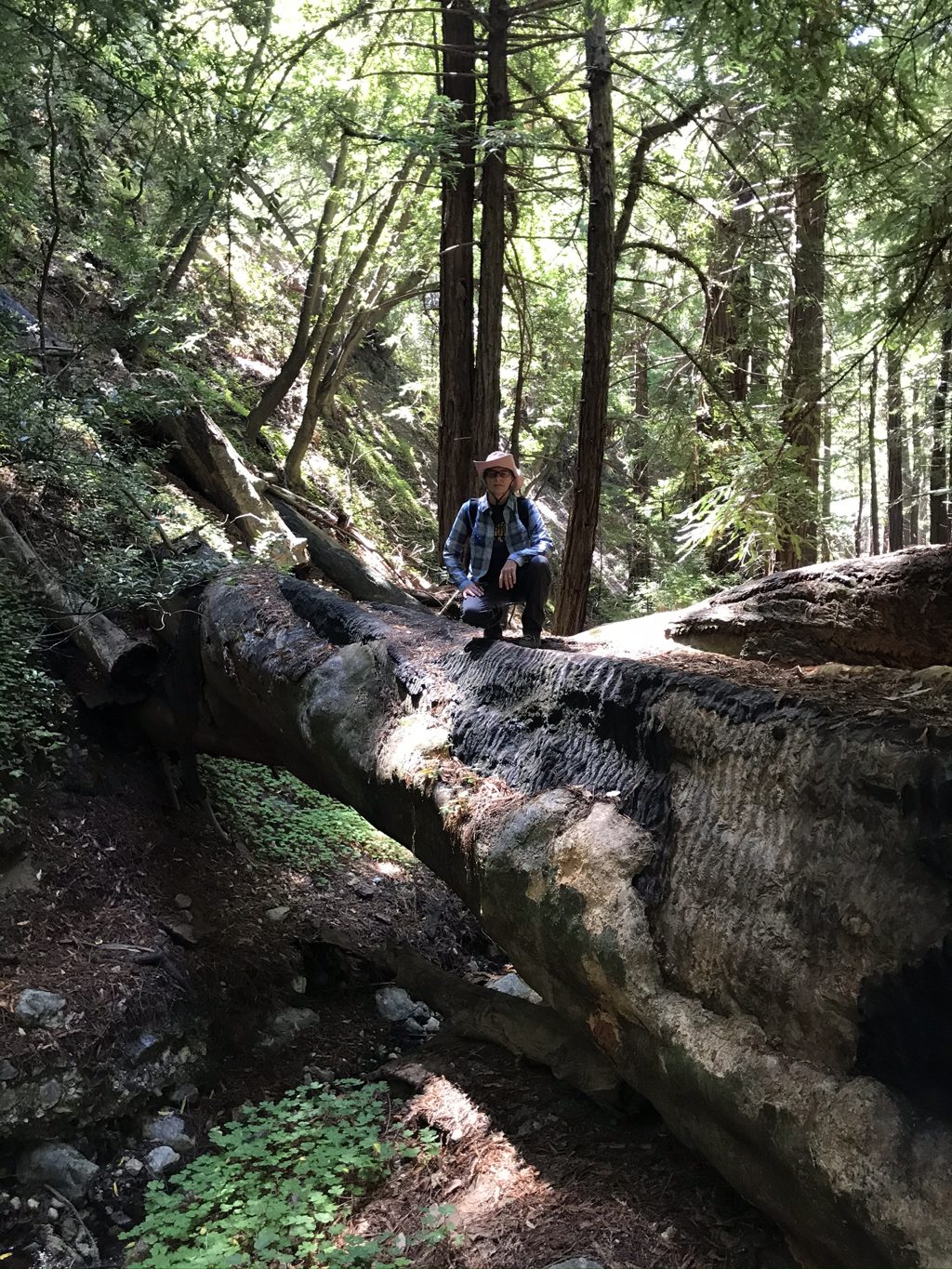 Kim Alderson atop a fallen old-growth redwood spanning the Mill Creek ravine.