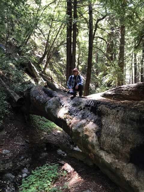 Kim Alderson atop a fallen old-growth redwood spanning the Mill Creek ravine.