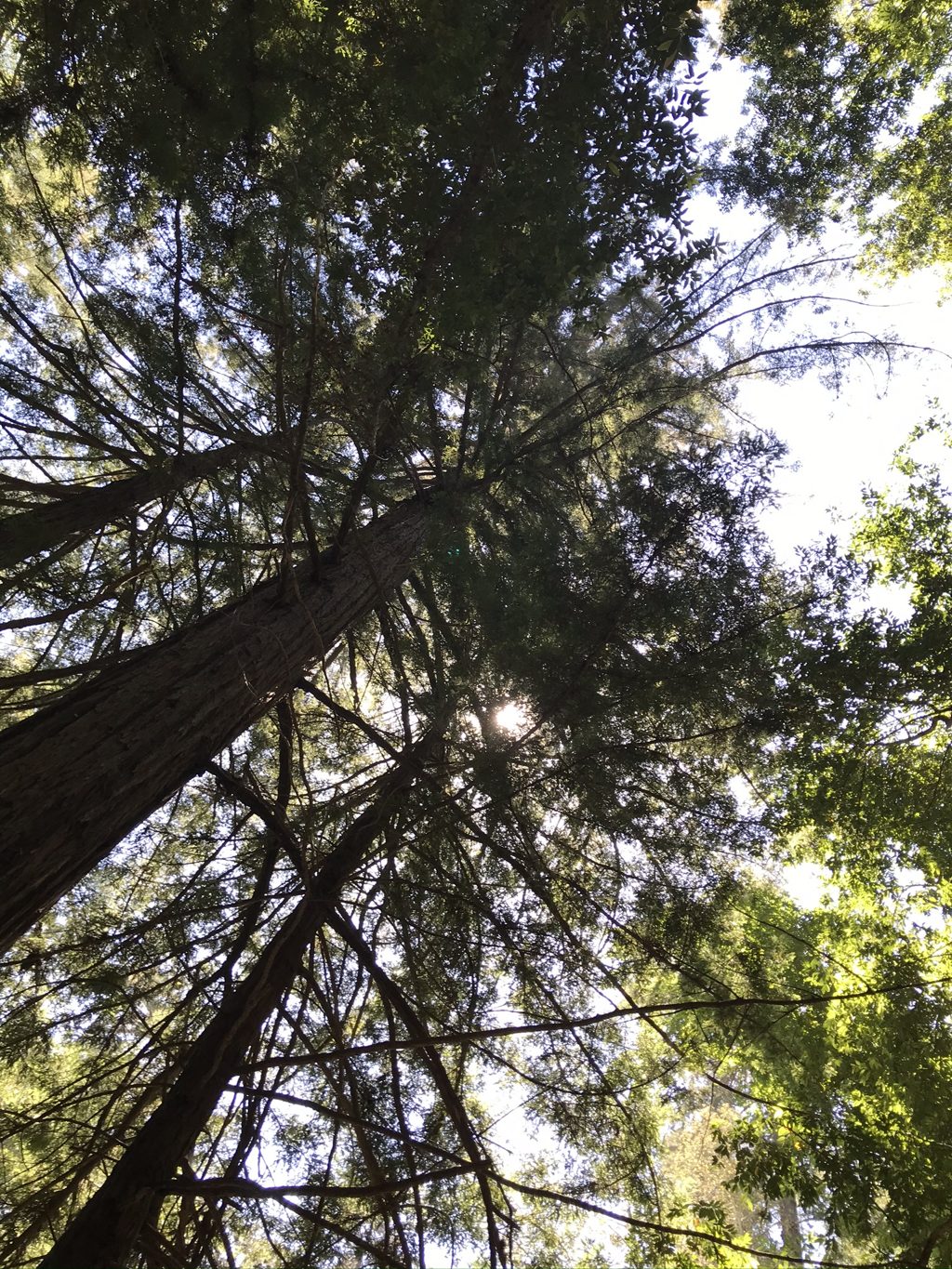 Looking up into the redwood canopy along Mill Creek.
