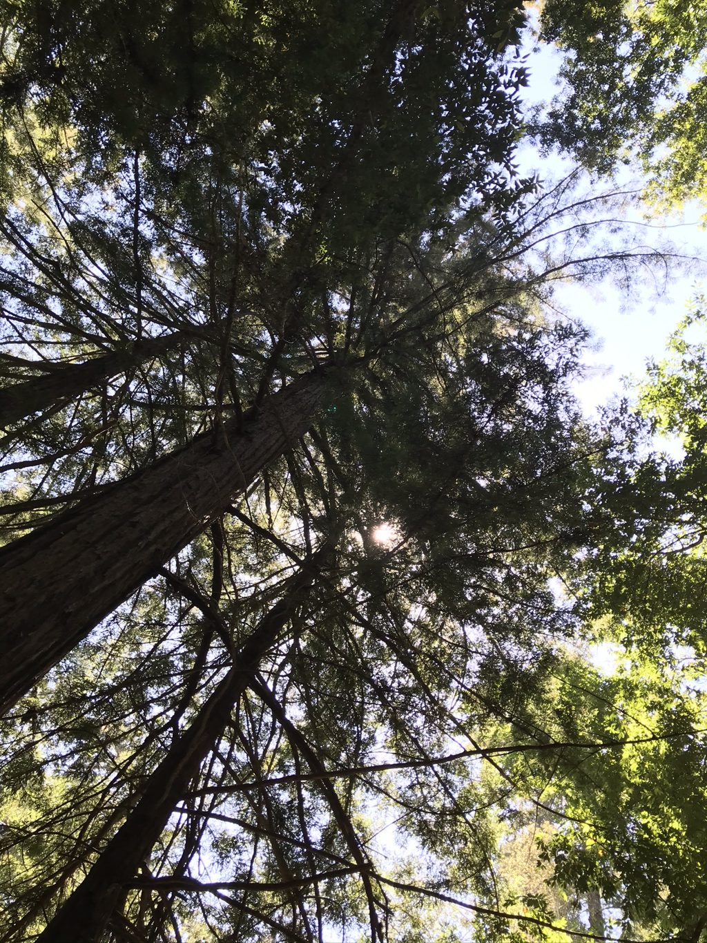 Redwood crowns over the Mill Creek canyon.