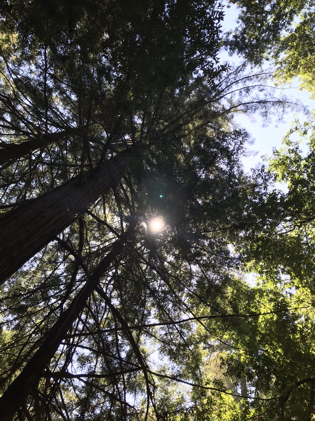 Sunlight breaking through the redwood canopy above Mill Creek.
