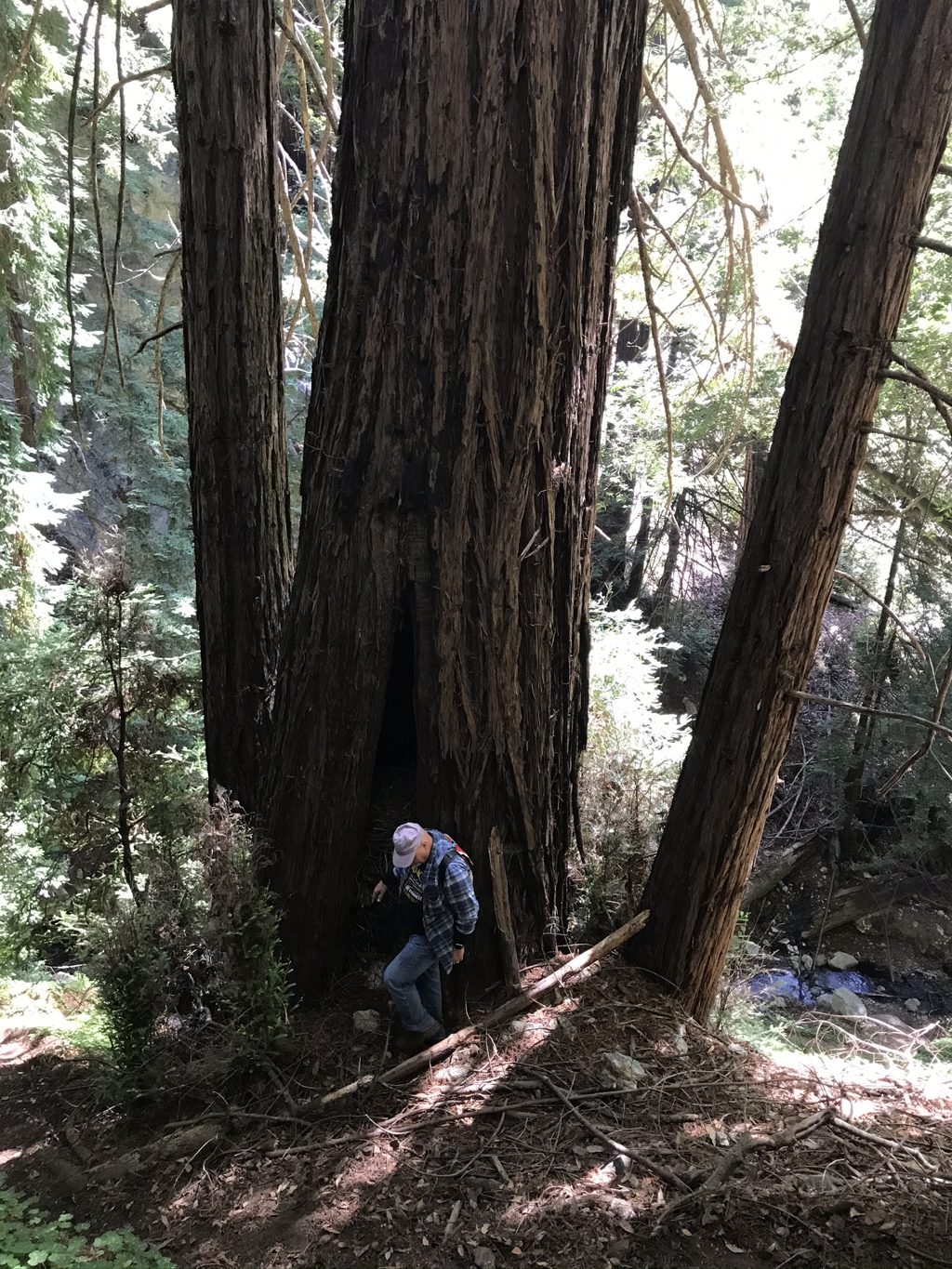 Bill "Bull Plaskett" Alderson beneath fire-scarred old-growth redwoods above Mill Creek — giants that predate the sawmill era.