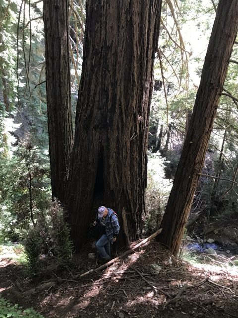 Fire-scarred old-growth redwoods above Mill Creek.