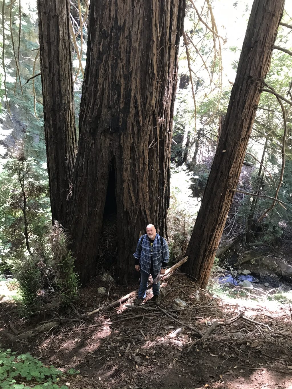 Bill "Bull Plaskett" Alderson at the base of a massive fire-hollowed redwood beside Mill Creek.