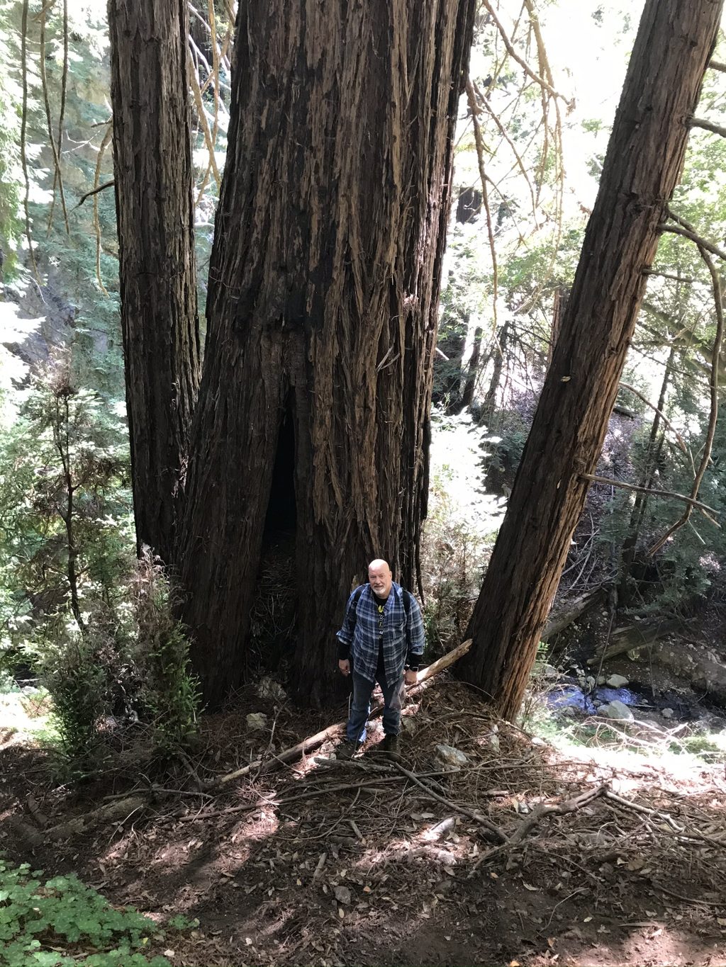 Bill "Bull Plaskett" Alderson standing in front of the fire-hollowed old-growth redwood on Mill Creek.