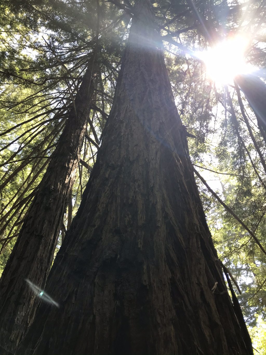 Sun flaring through an old-growth redwood on Mill Creek — survivors of the logging days.