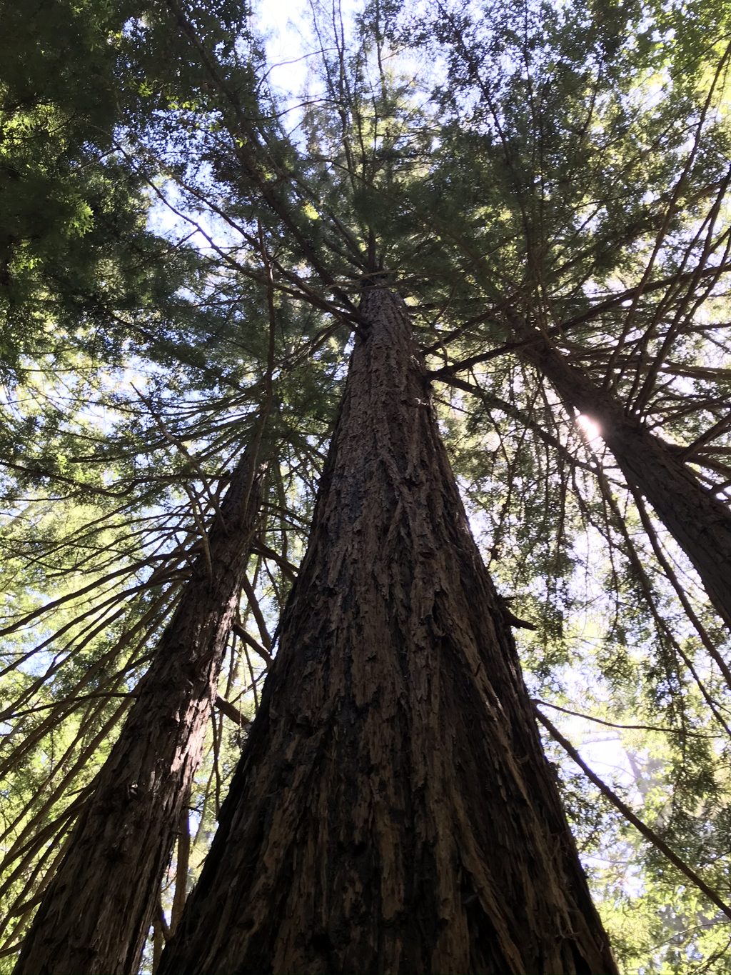 Old-growth redwood trunks rising out of the Mill Creek canyon.