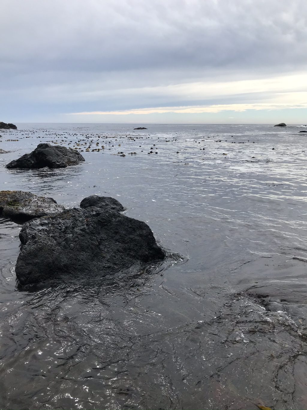 Kelp beds ride the swell off Jade Cove, dark heads bobbing clear to the horizon.
