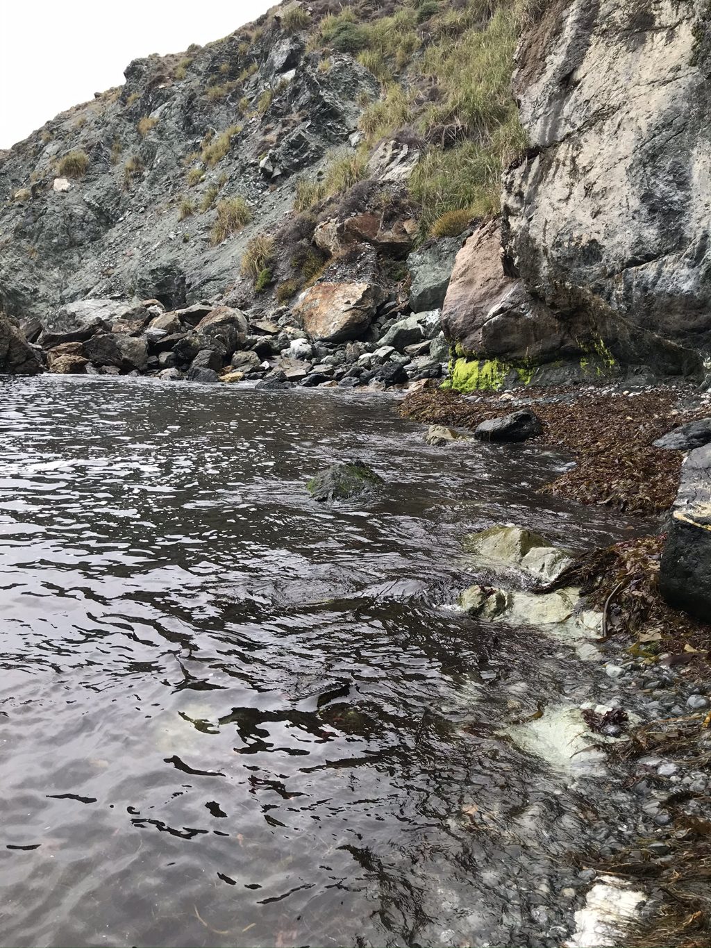 The waterline at Jade Cove: green-stained serpentine cliffs — the jade-bearing rock that draws the rock hounds Mabel wrote about.