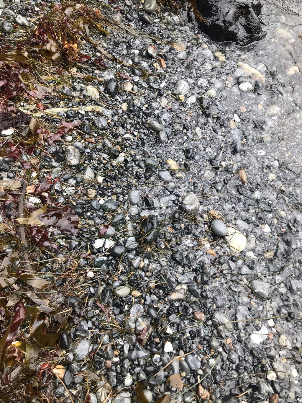 Storm-polished pebbles at the Jade Cove tideline. Patient eyes still pick nephrite jade out of the grey.