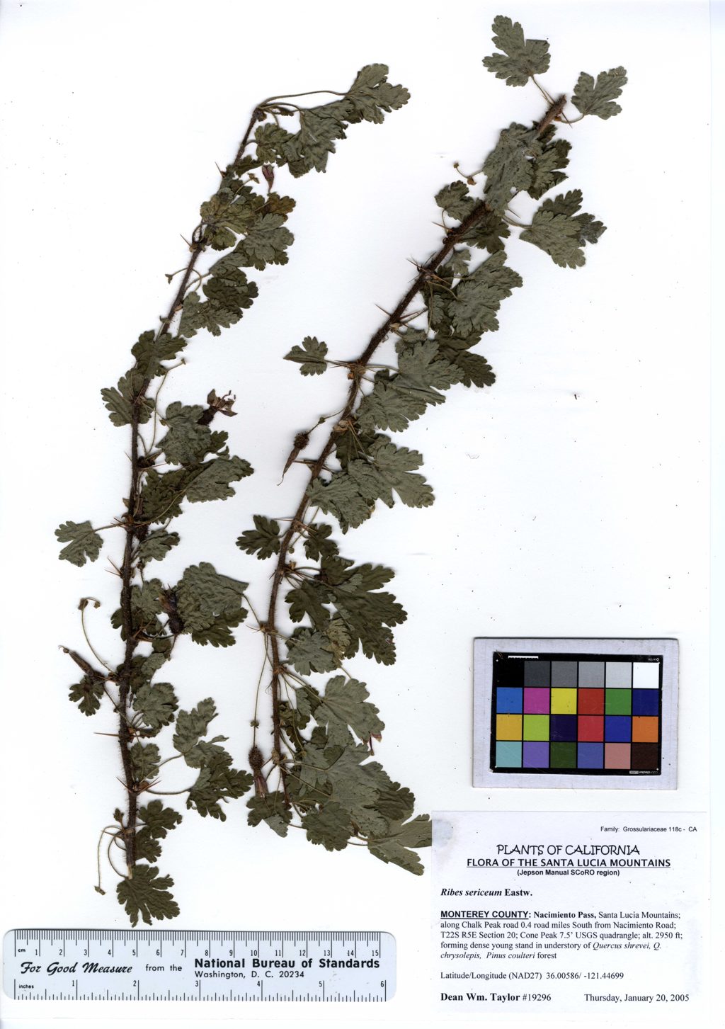 Ribes sericeum — the Santa Lucia Gooseberry. Alice Eastwood described this species from a specimen Reason Plaskett collected at Spruce Creek in December 1897; this modern herbarium sheet was gathered in the same Santa Lucia range. Photo: Dean Wm. Taylor, CC BY 2.0, via Wikimedia Commons.