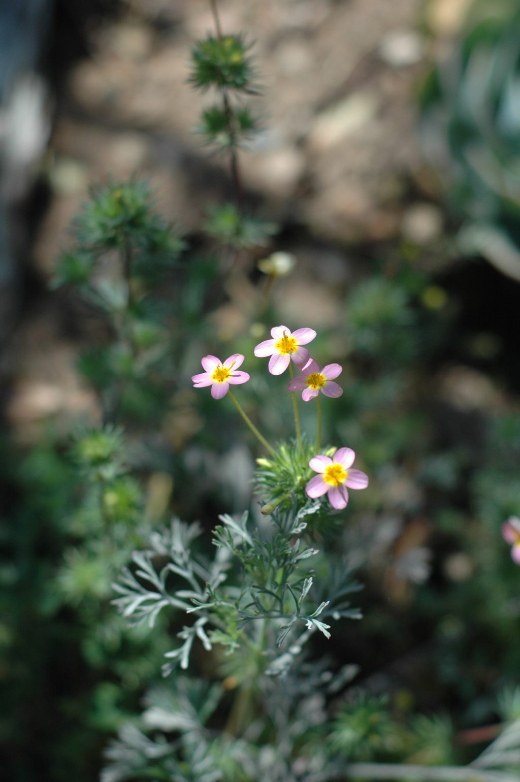 Leptosiphon parviflorus — the flower Eastwood first named Linanthus plaskettii in Reason Plaskett's honor. Photo: Steve McKay, public domain, via Wikimedia Commons.