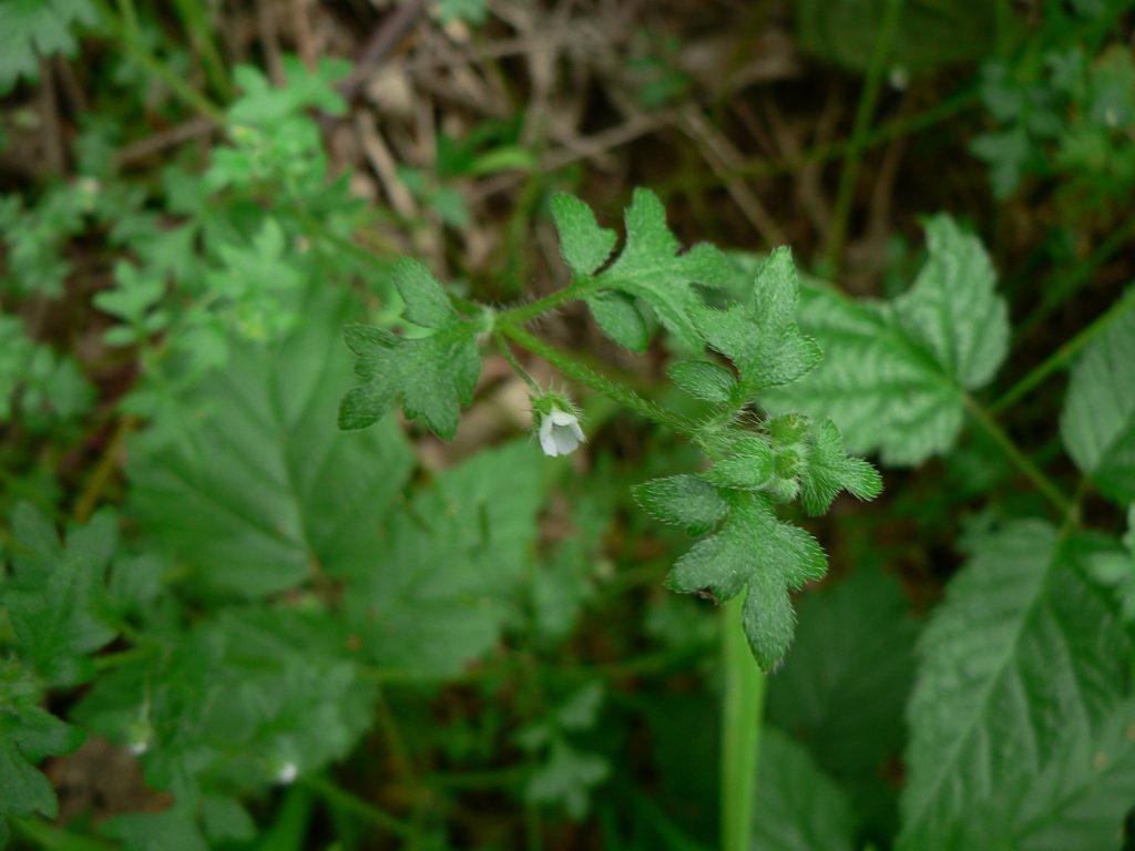 Nemophila parviflora — named Nemophila plaskettii by Alice Eastwood for its Big Sur collector, Reason Plaskett. Photo: Walter Siegmund, CC BY 2.5, via Wikimedia Commons.