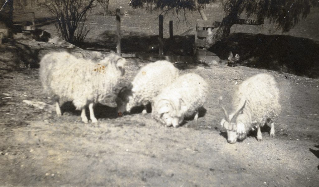 Unidentified Plaskett family photograph #505