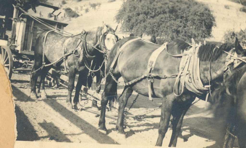 Unidentified Plaskett family photograph #521